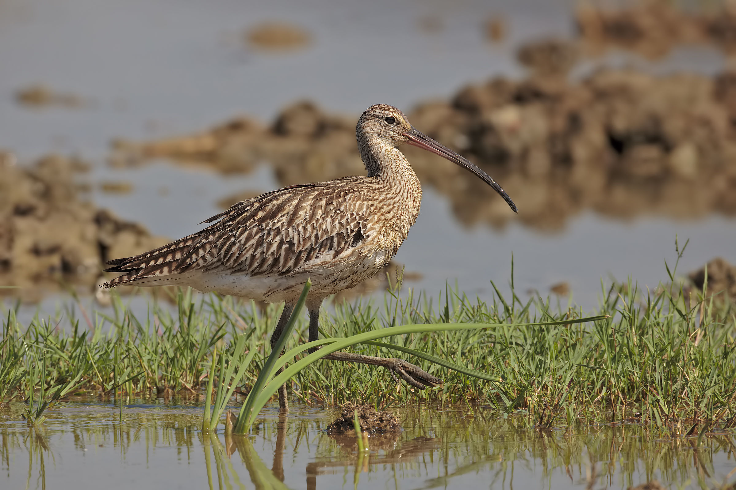 Curlew Maggiore