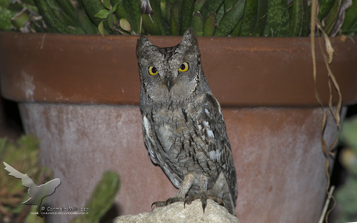 Scops owl among the pots of flowers