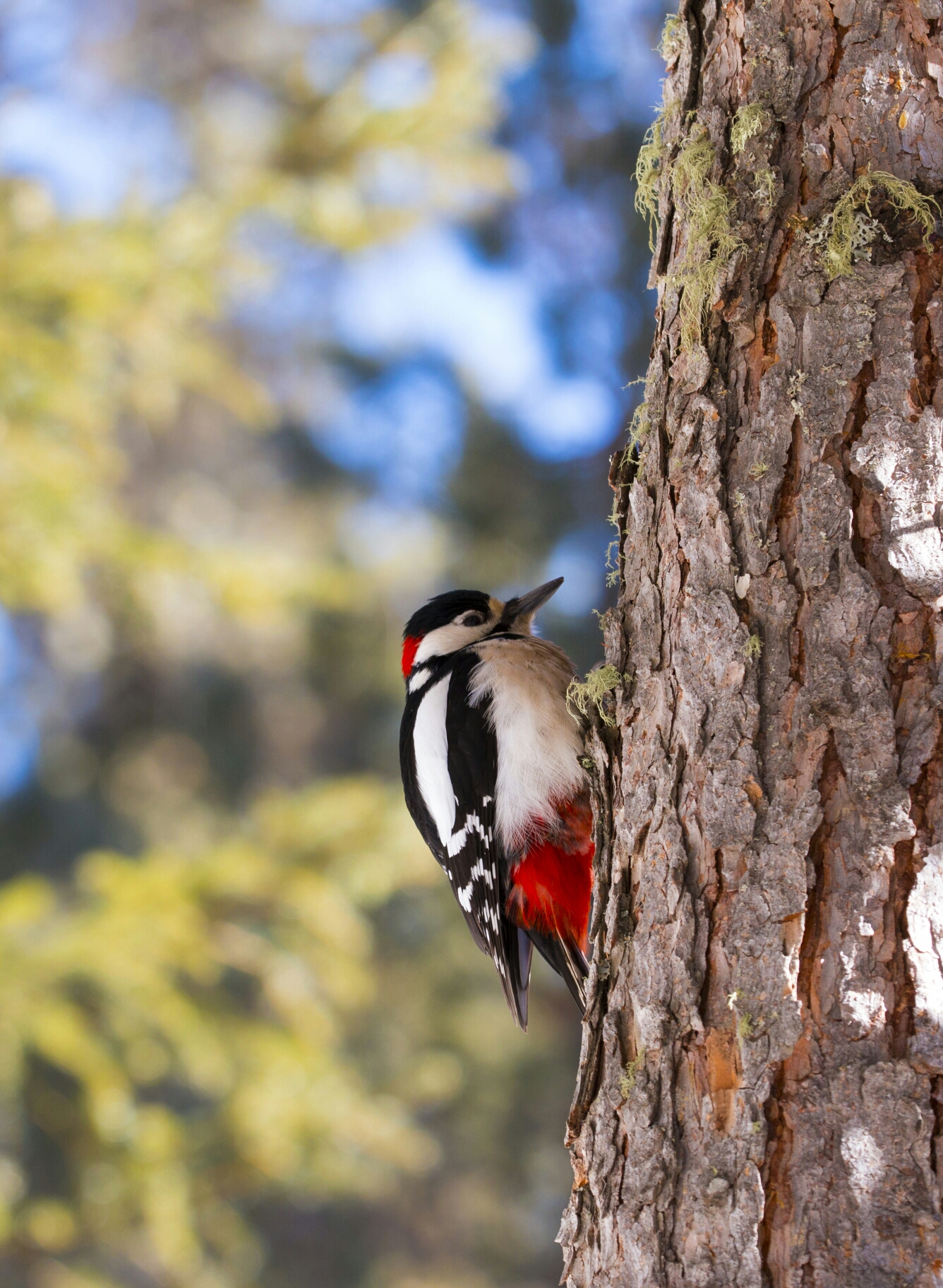 woodpecker