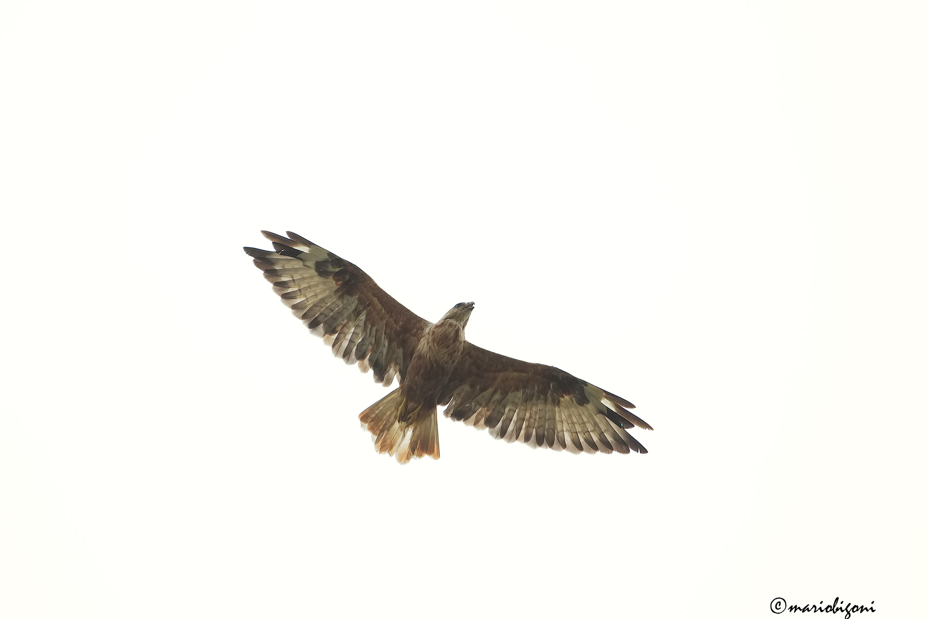 long-legged buzzard