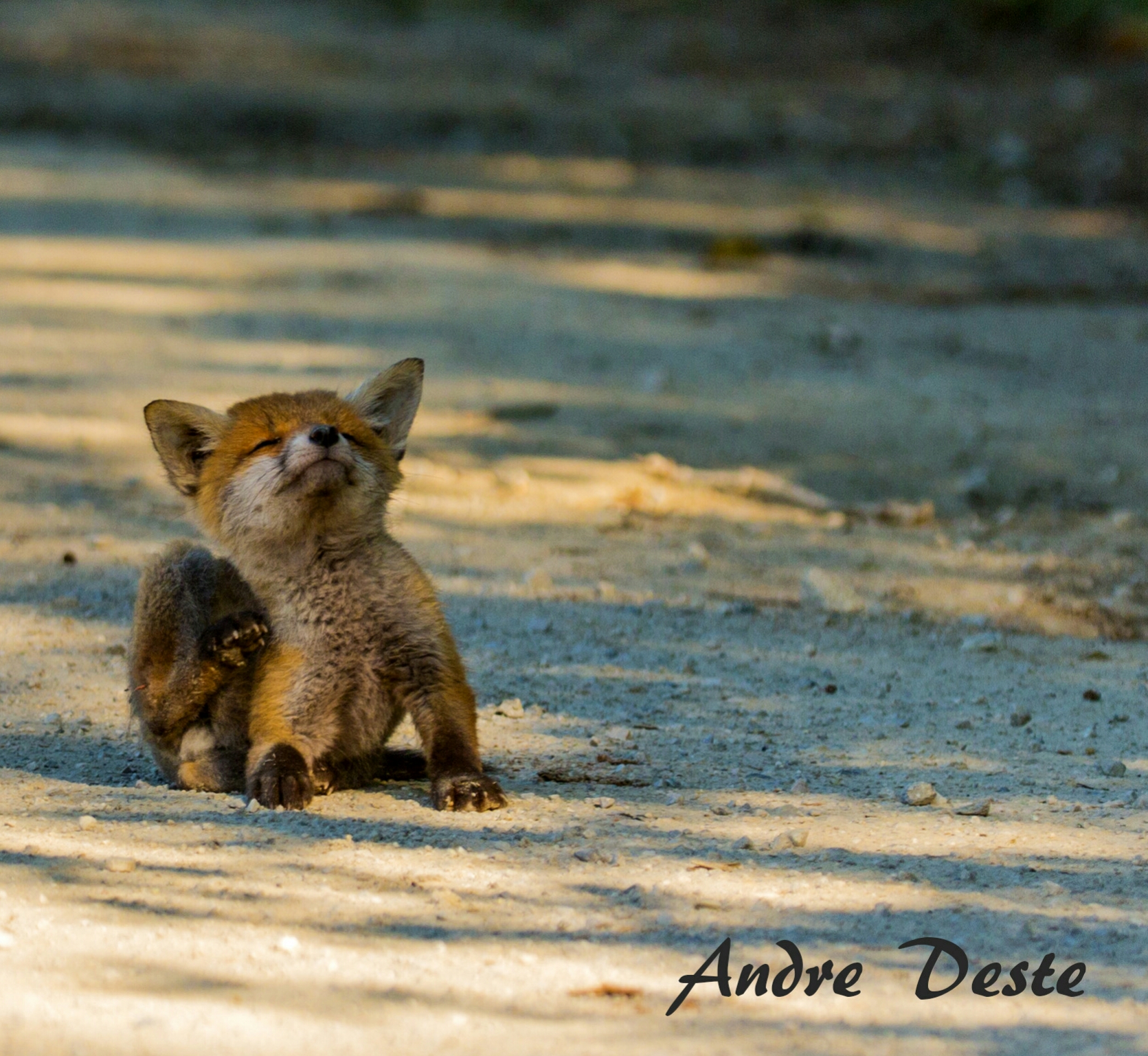 Il cucciolo che non ti aspetti