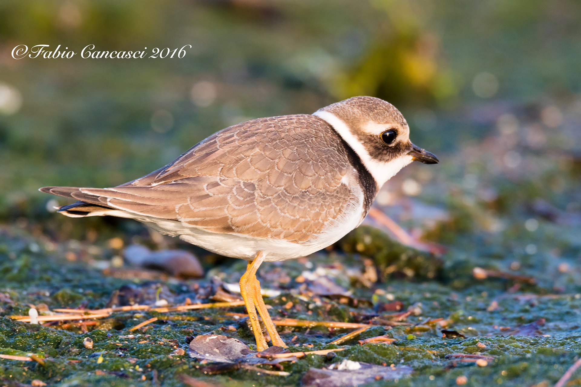 Ringed plover juv