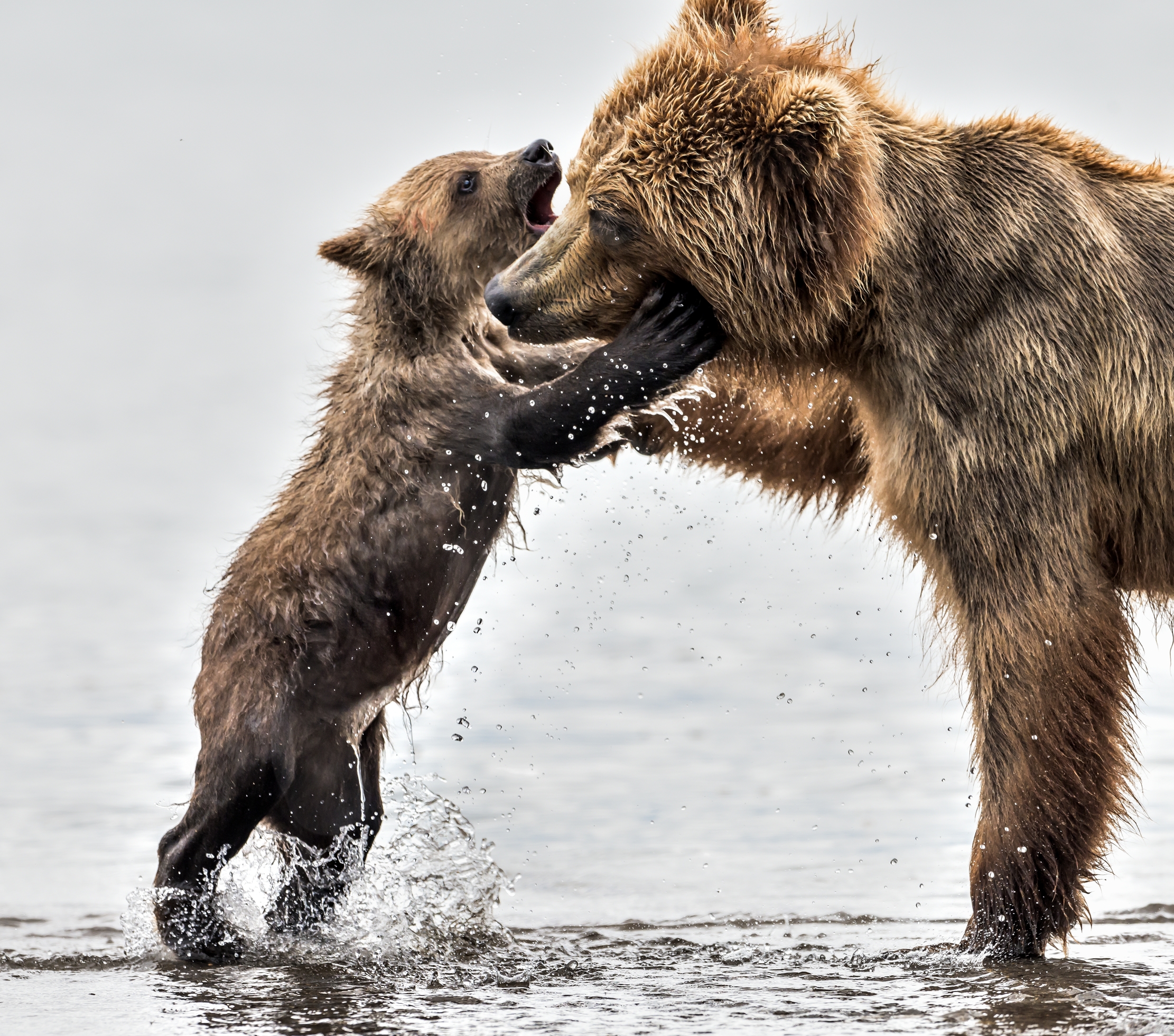 Kamchatka 2016 - Mamma!!