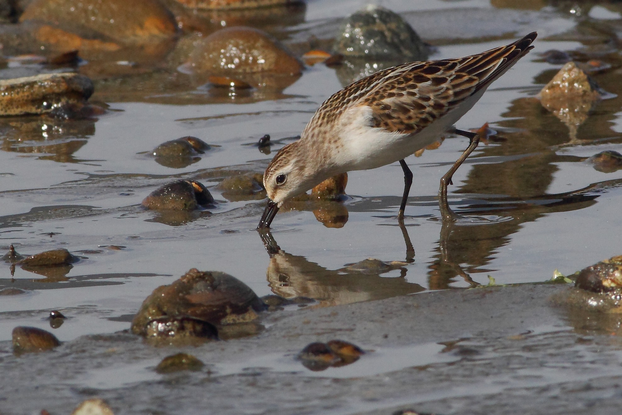 Gambecchio comune (Juv.)