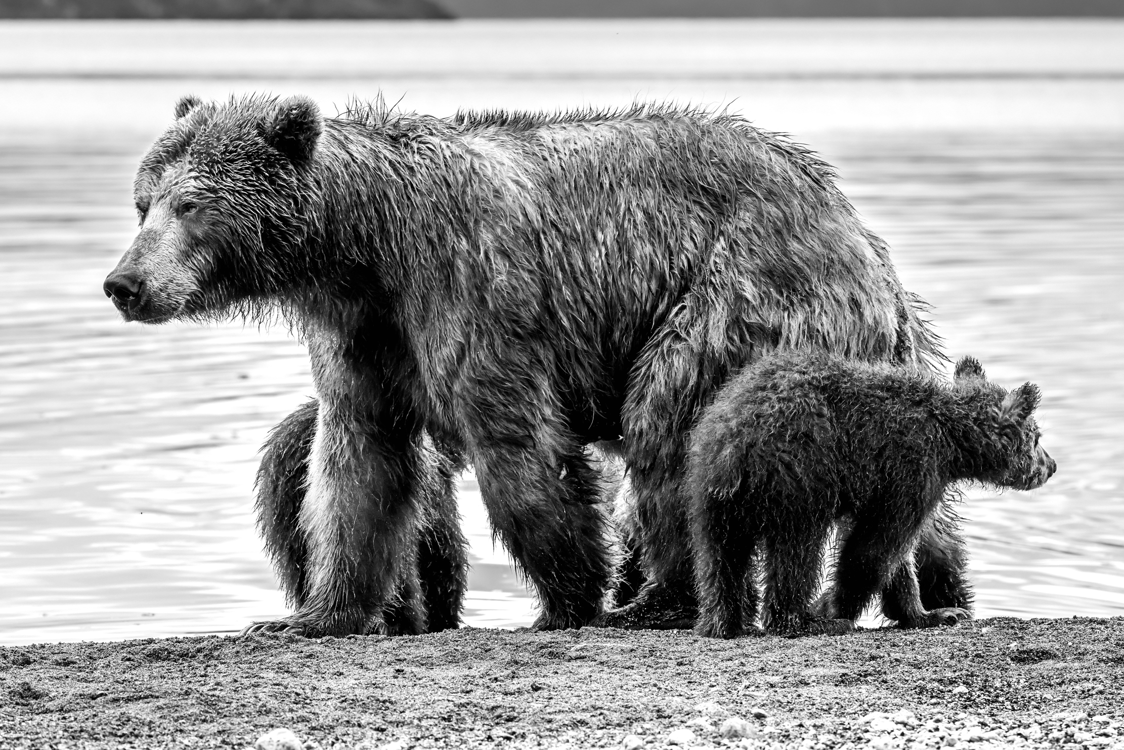 Kamchatka 2016 - B&W