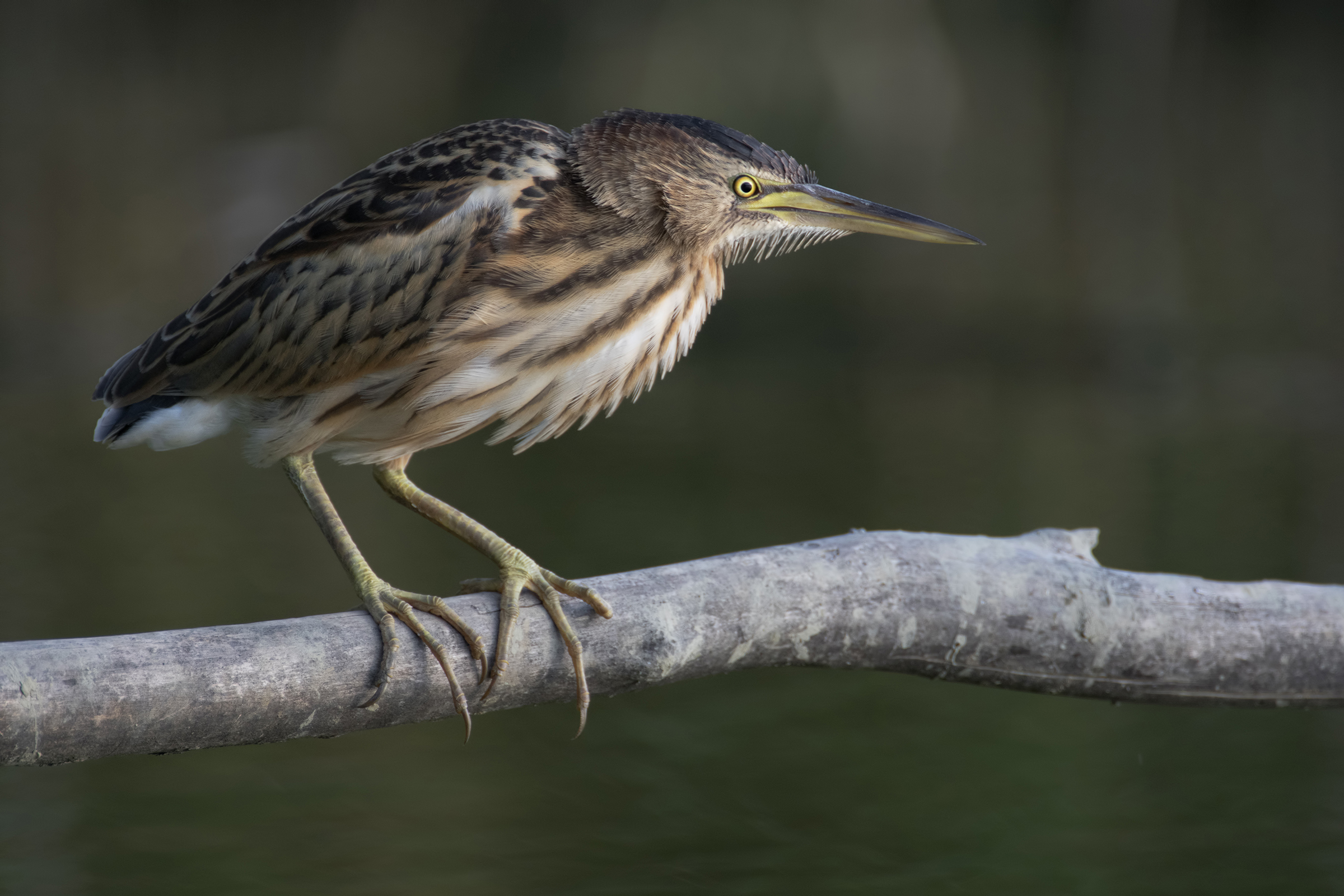 tarabusino alle ultime luci