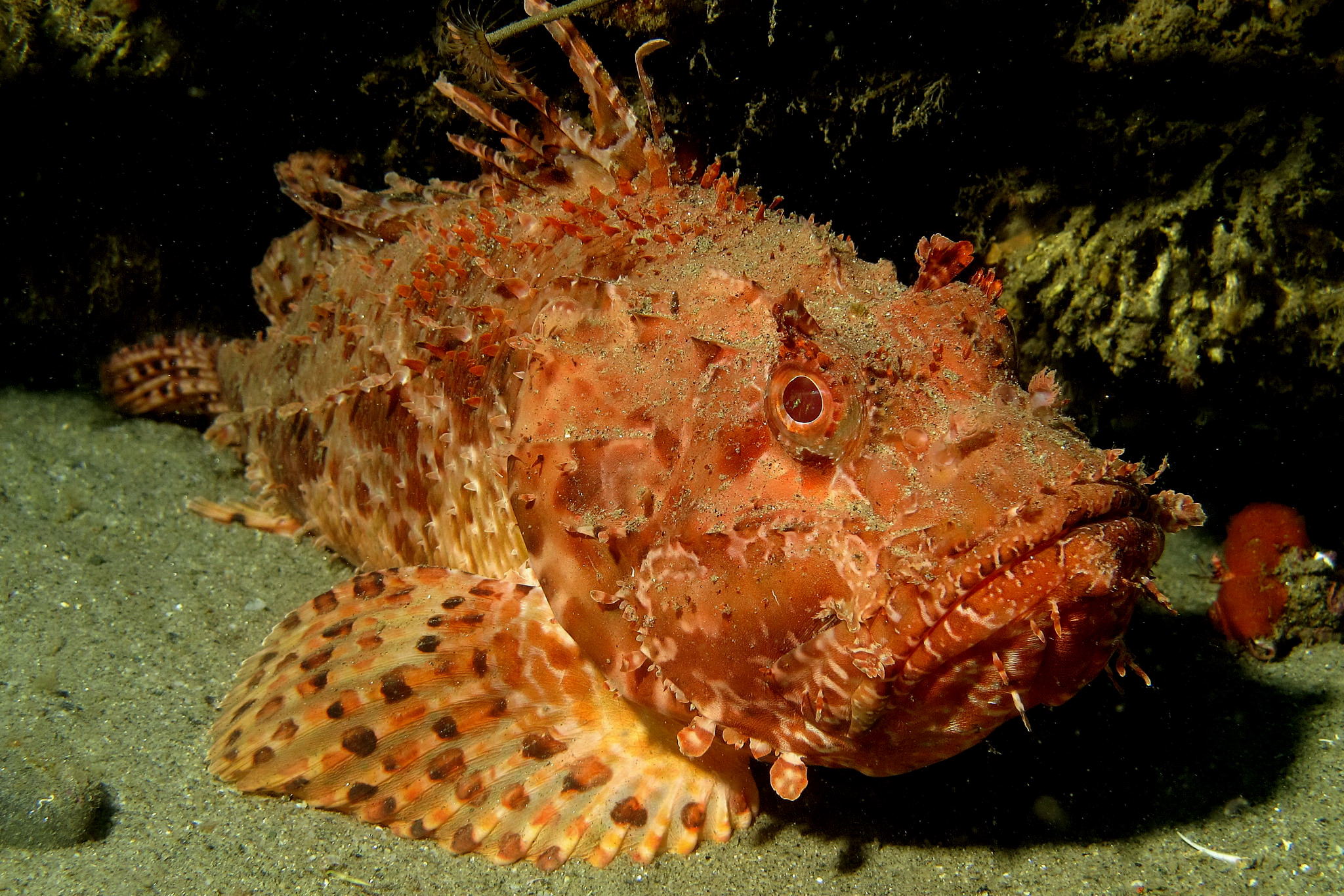 I'm ugly, but like me