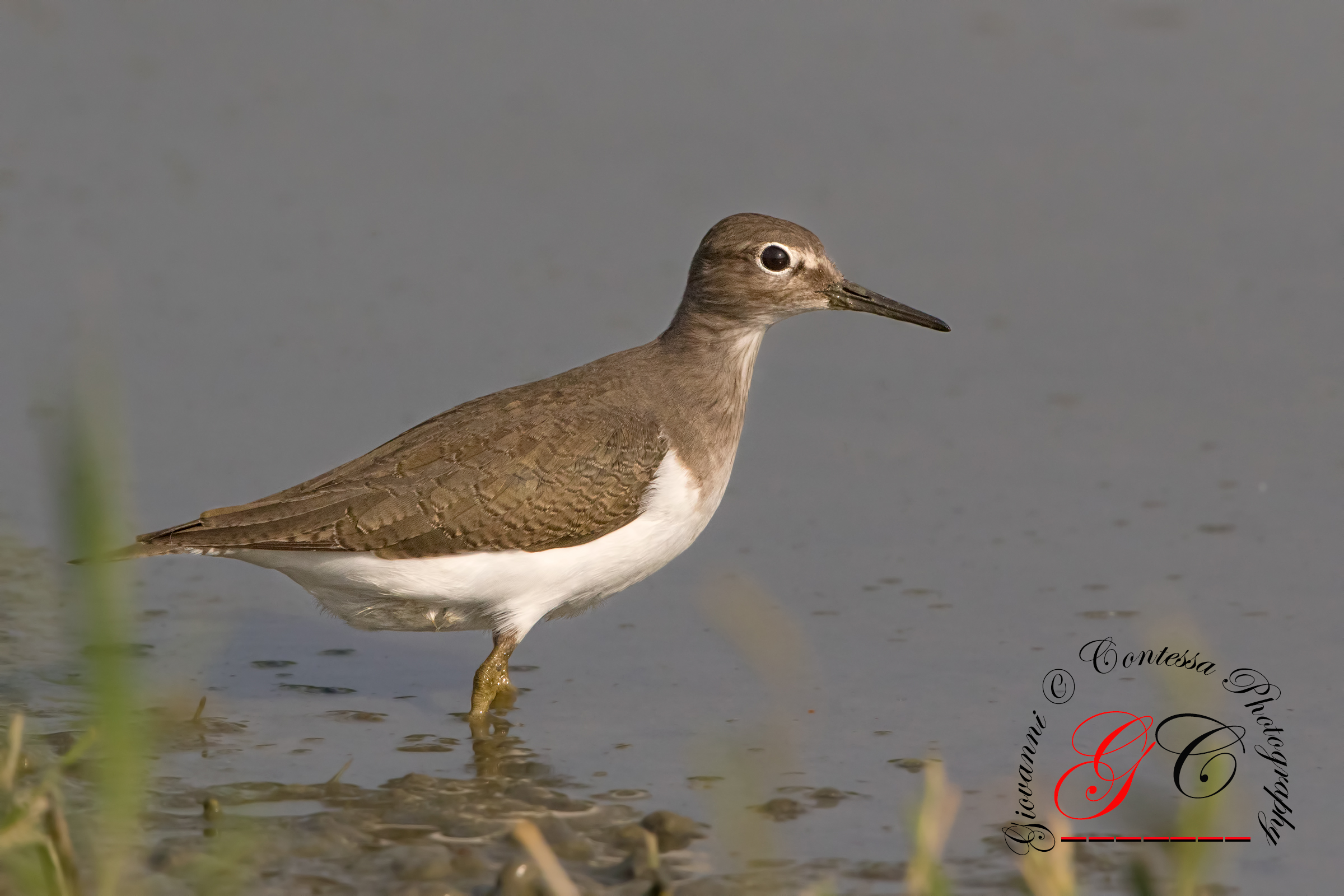 sandpiper
