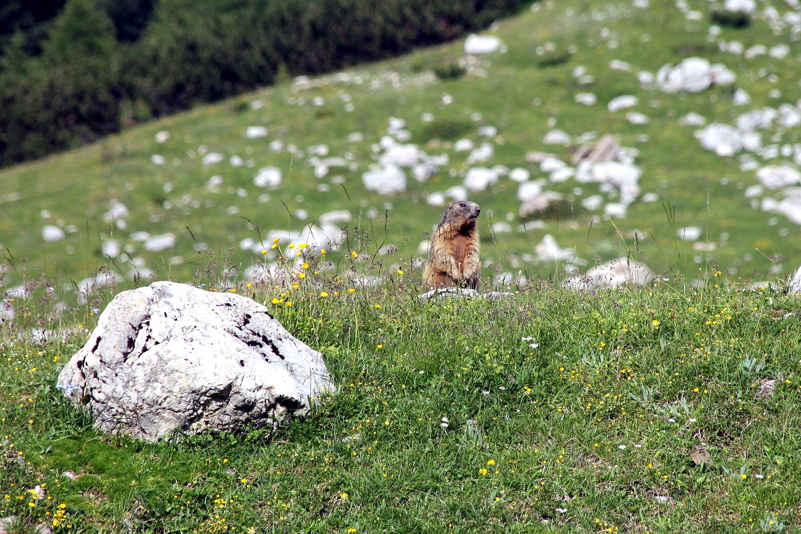 Piccola vedetta Atesina