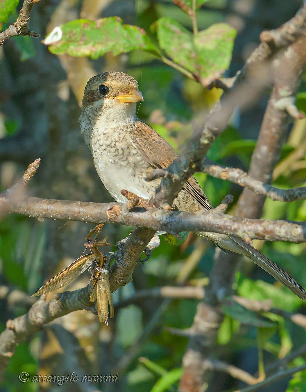 L'averla piccola femmina : un passeraceo rapace