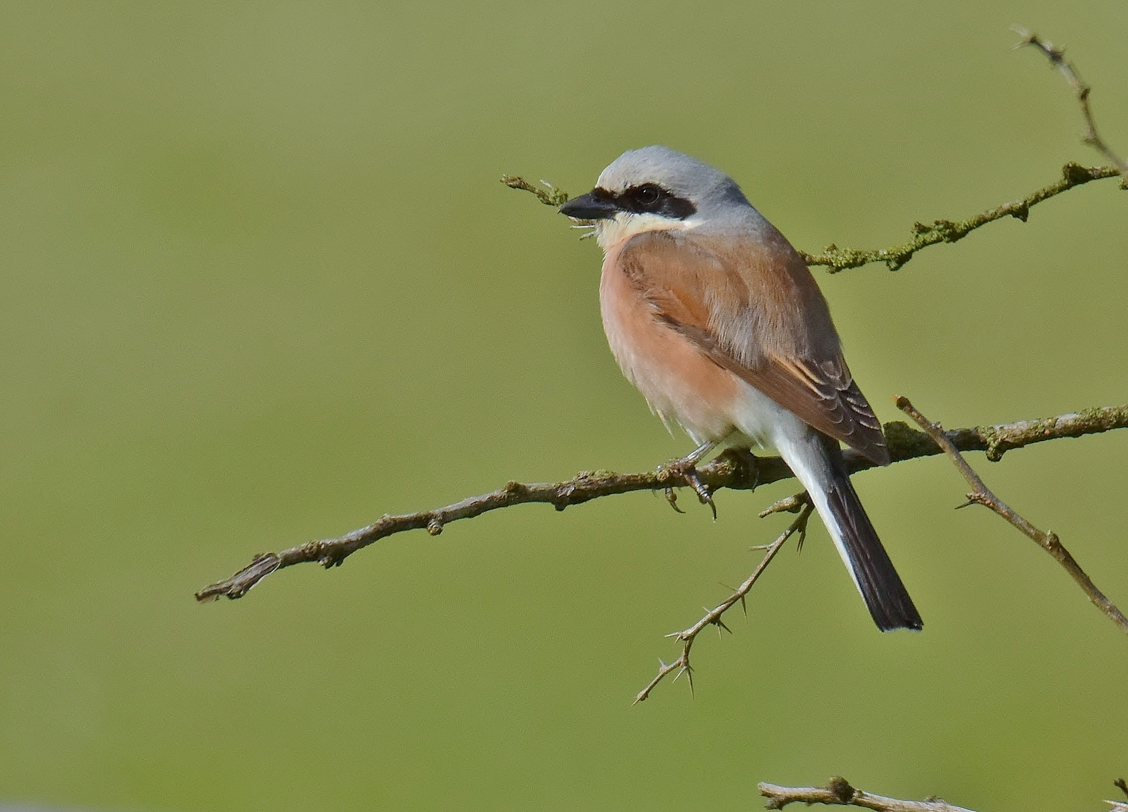 The shrike
