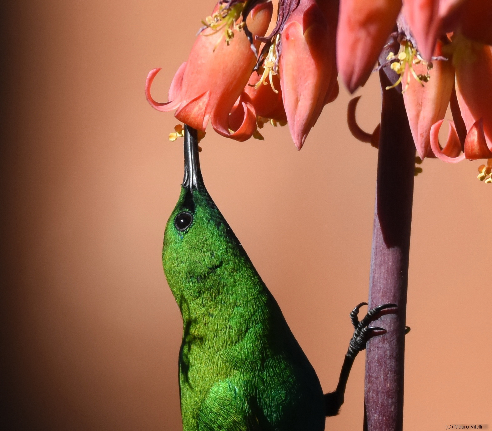 Malachite Sunbird (famous Nectarinia)