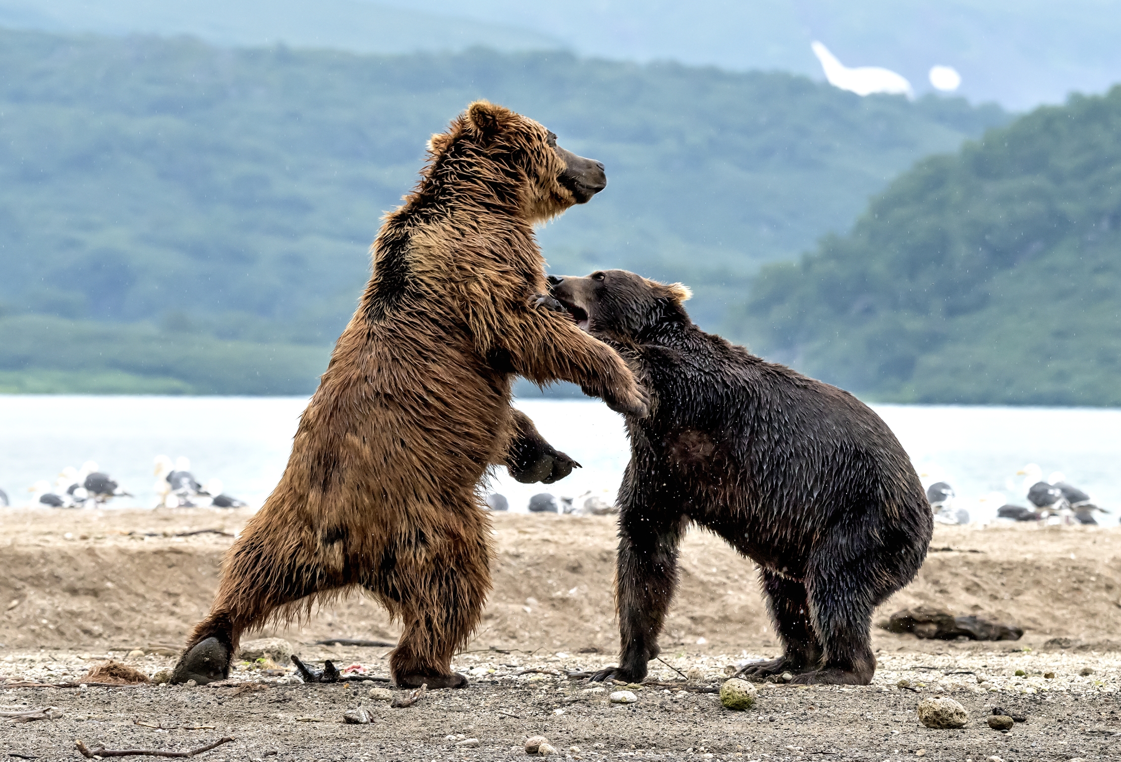 Kamchatka 2016 - Confronti