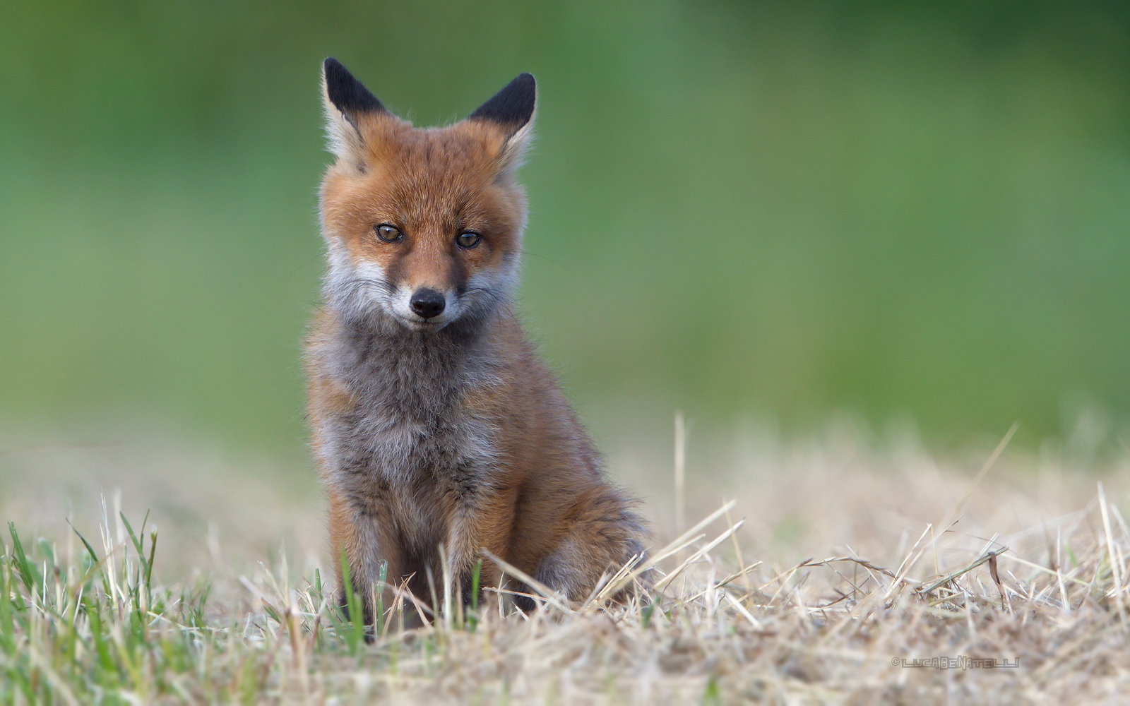 fox cub