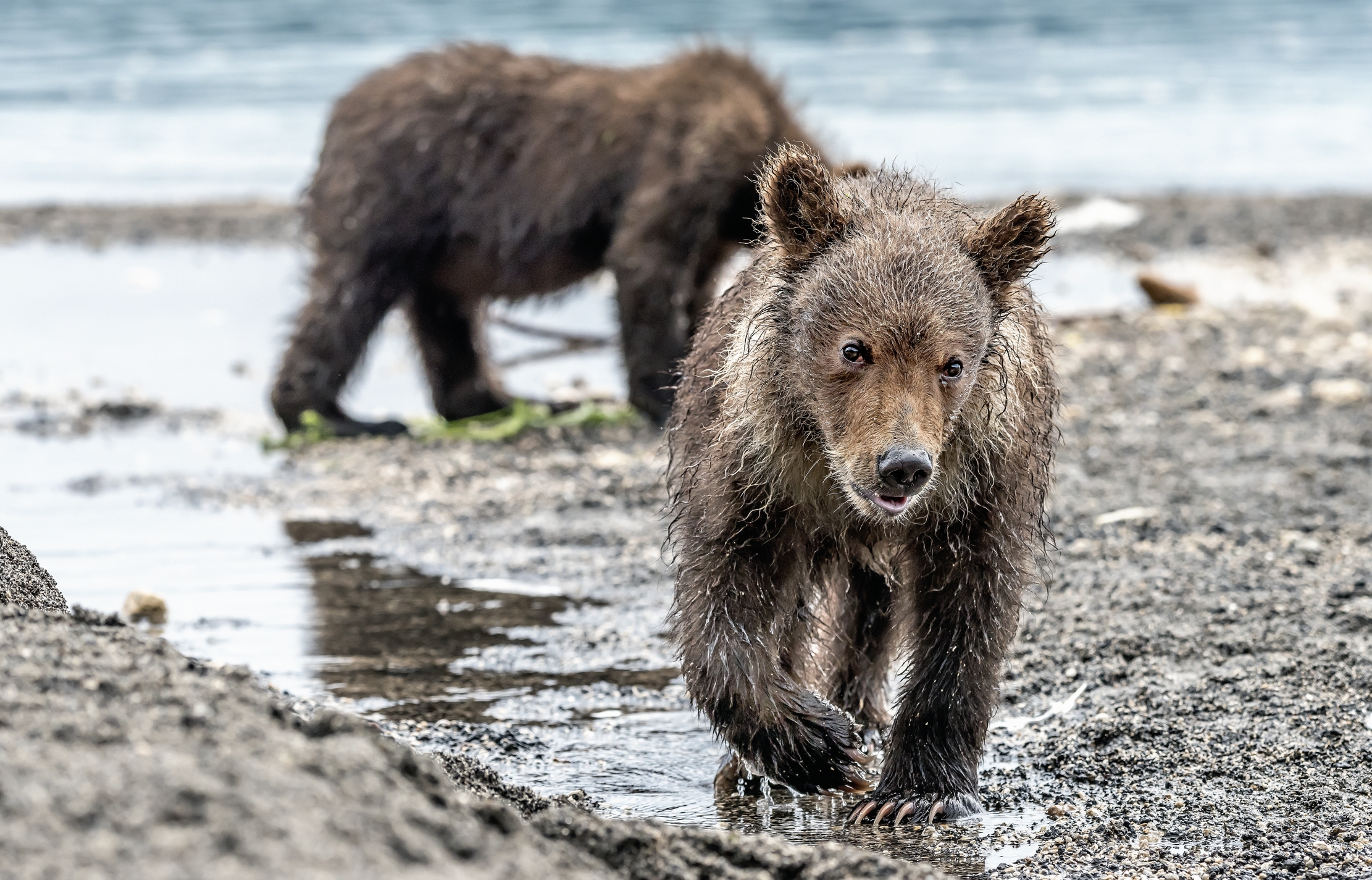 Kamchatka 2016 - Cub