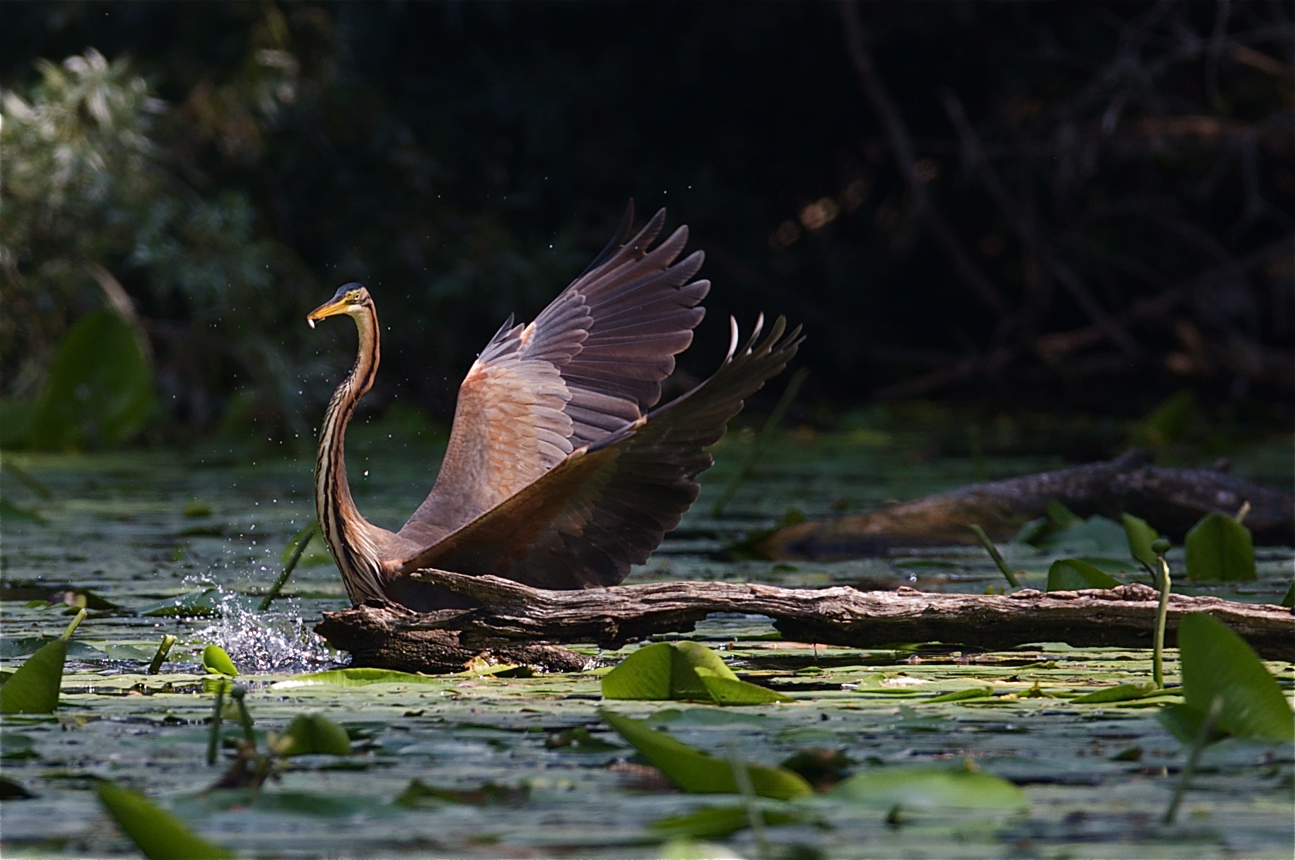 Non disturbare. Sono a caccia