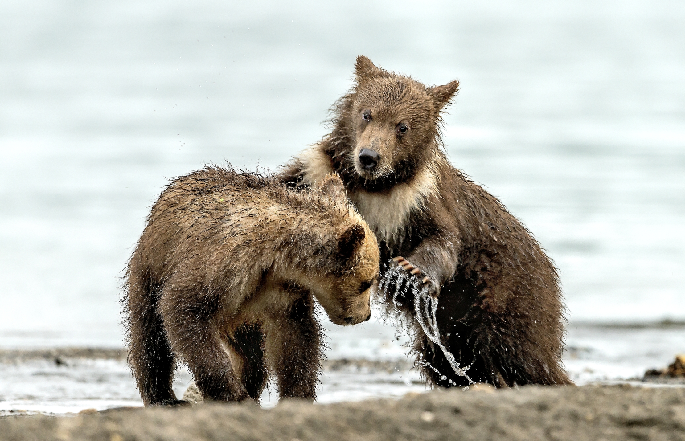 Kamchatka 2016 - Cub