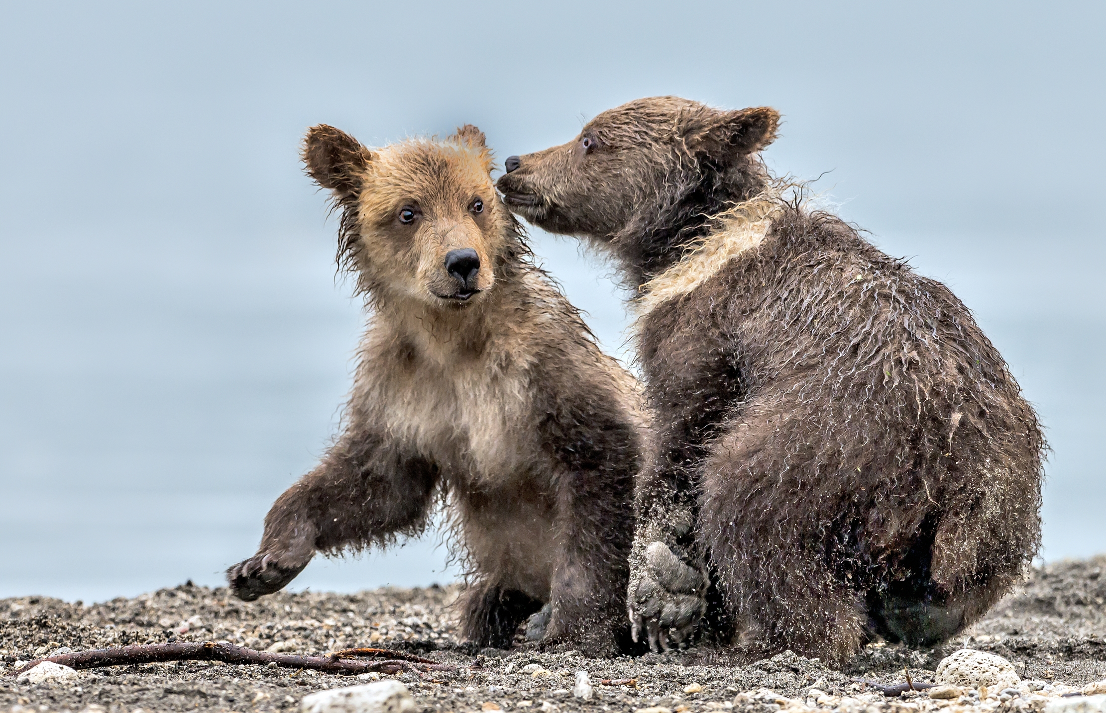 Kamchatka 2016 - Cub