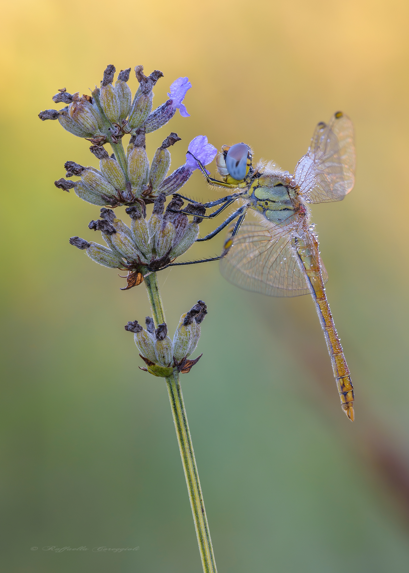 sympetrum fonscolombii