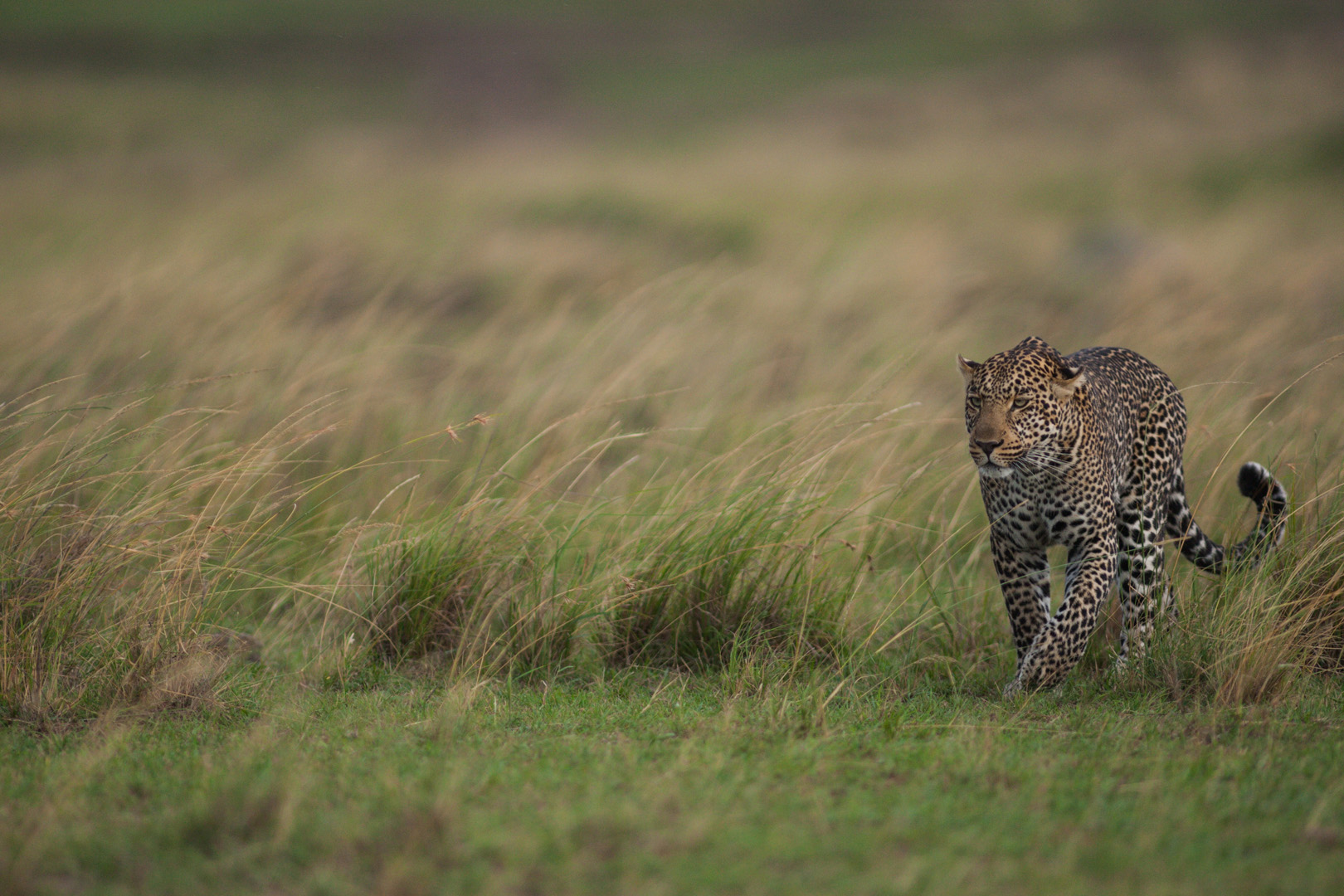 La forza di solitudine