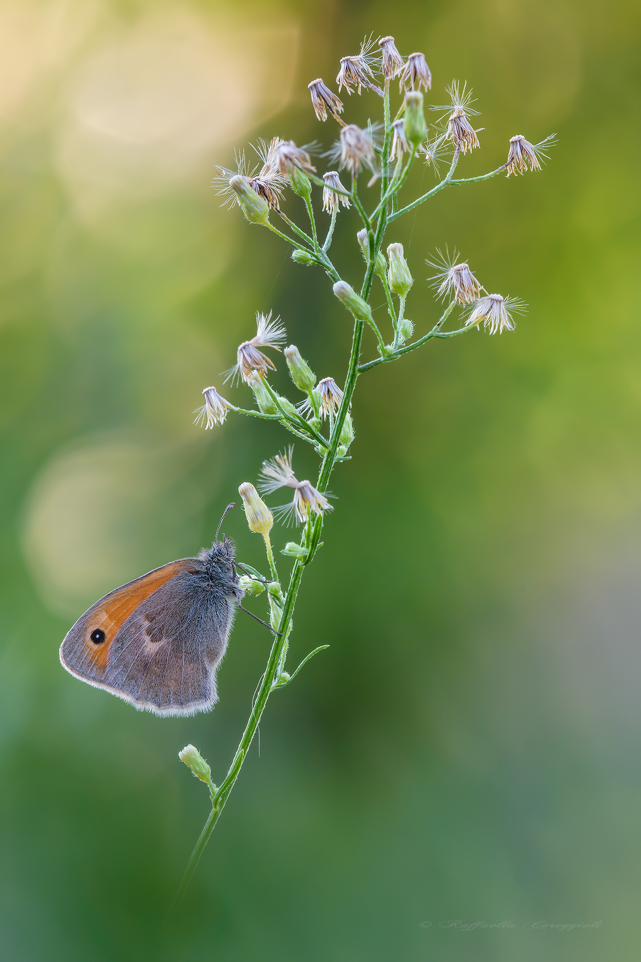 Coenonympha pamphilus