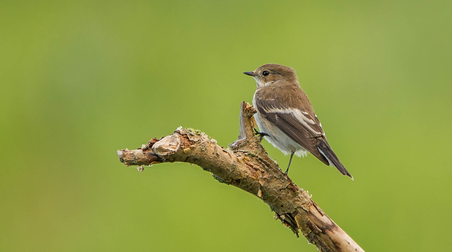 pejamos-c (flycatcher)