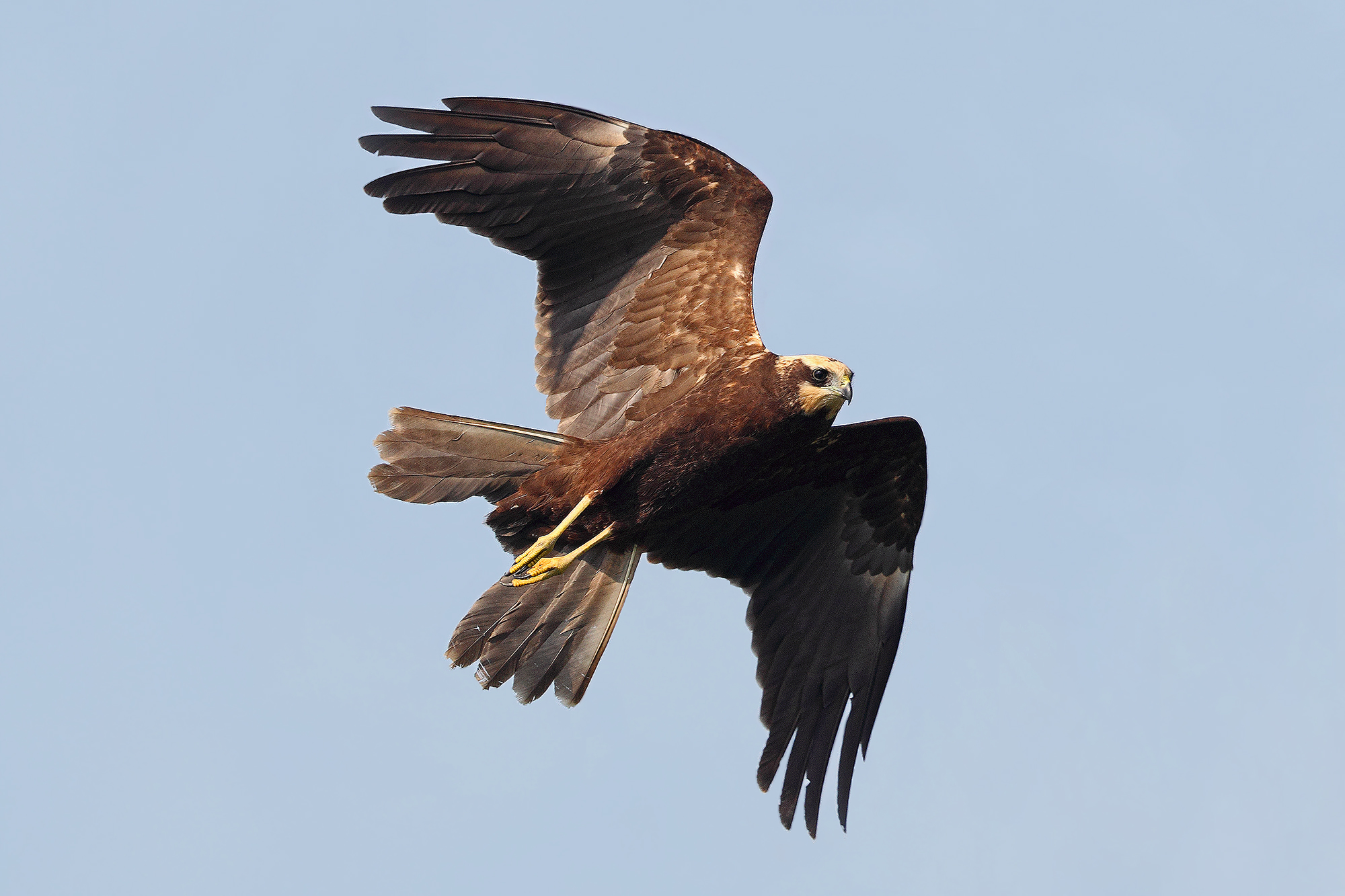 Falco di palude in volo