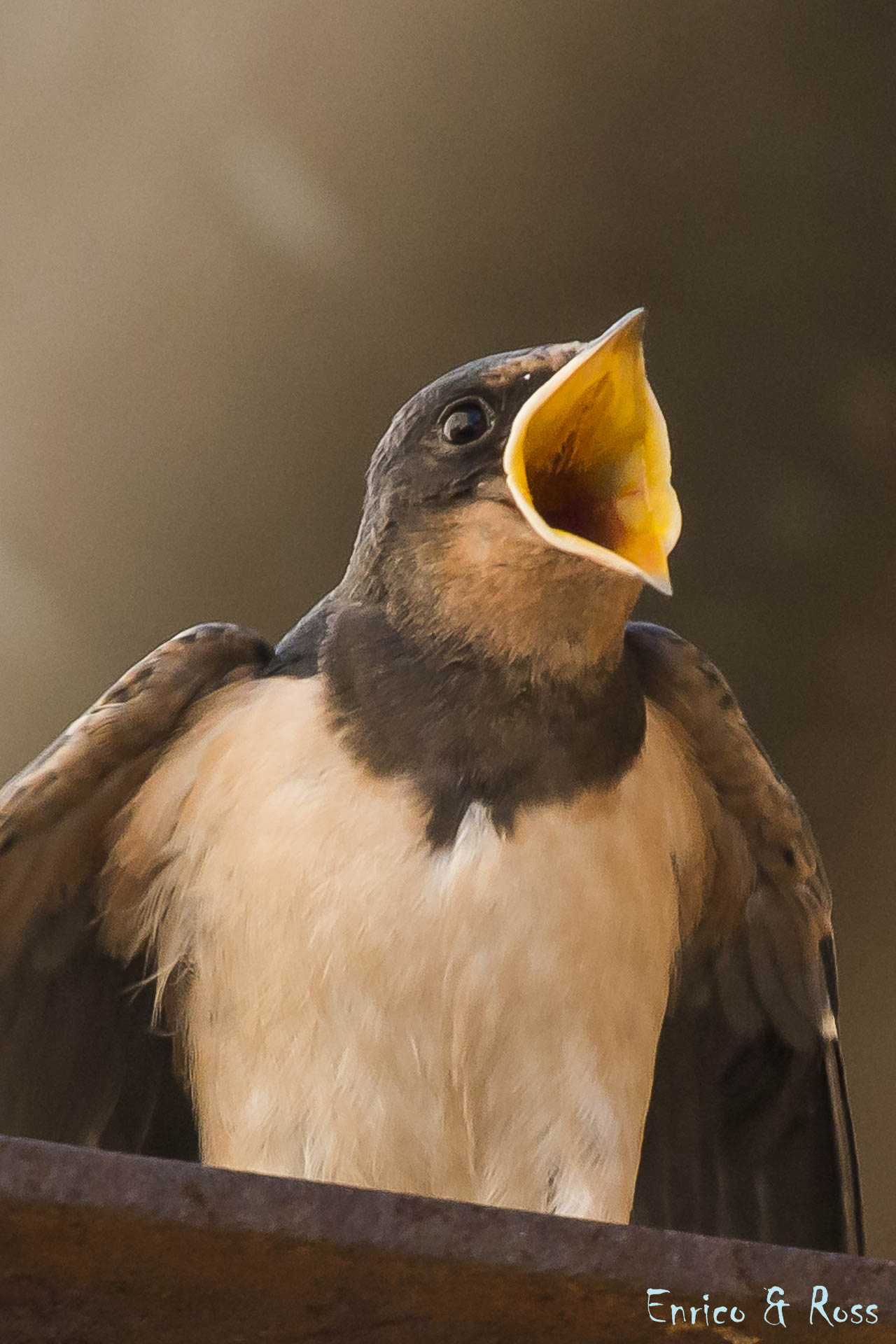 hungry to swallow chick