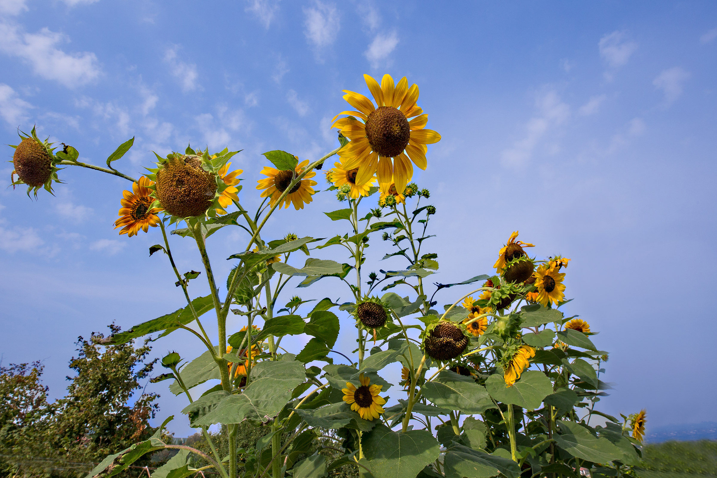 Girasoli nelle Langhe