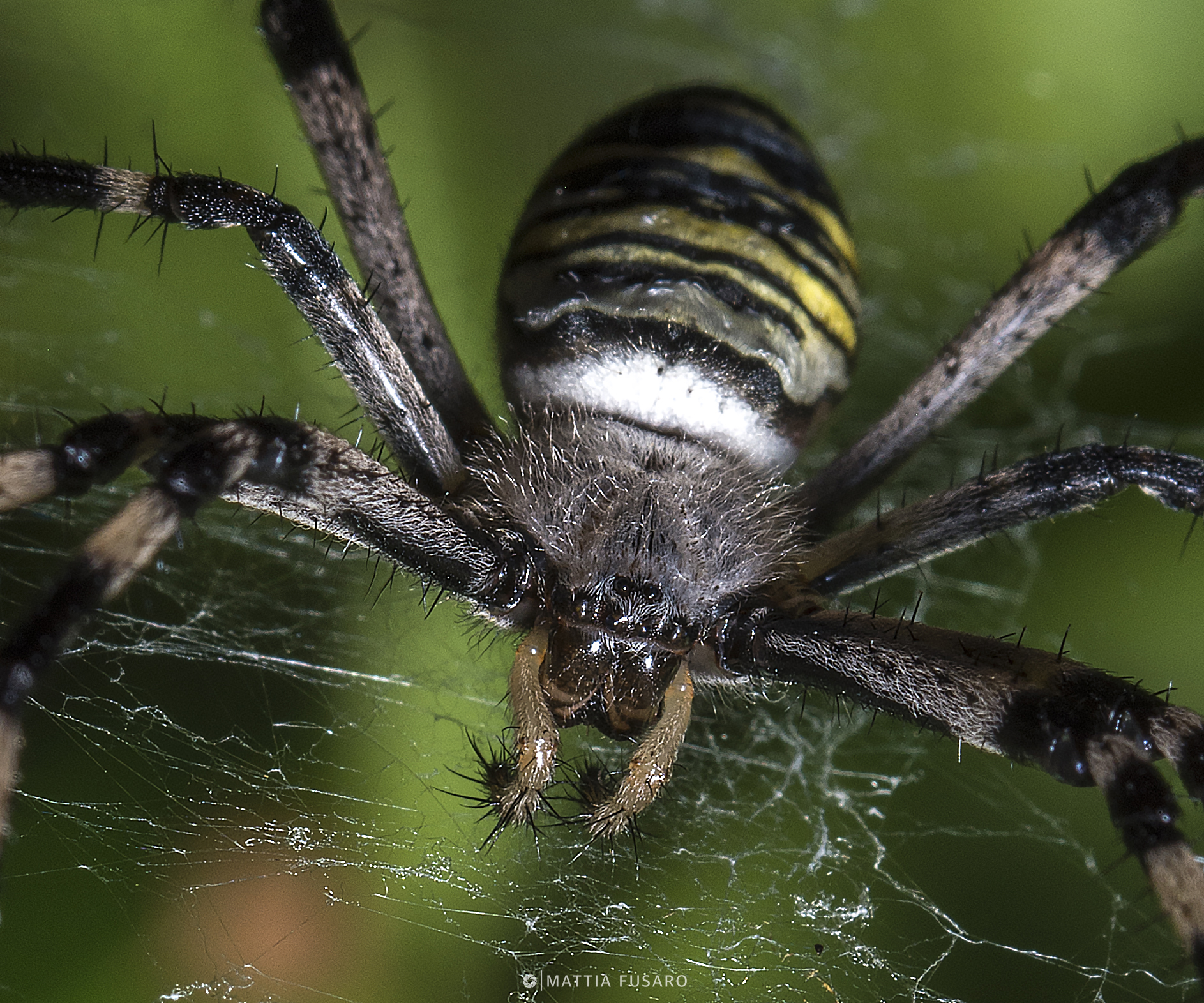 Argiope - Ragno Vespa