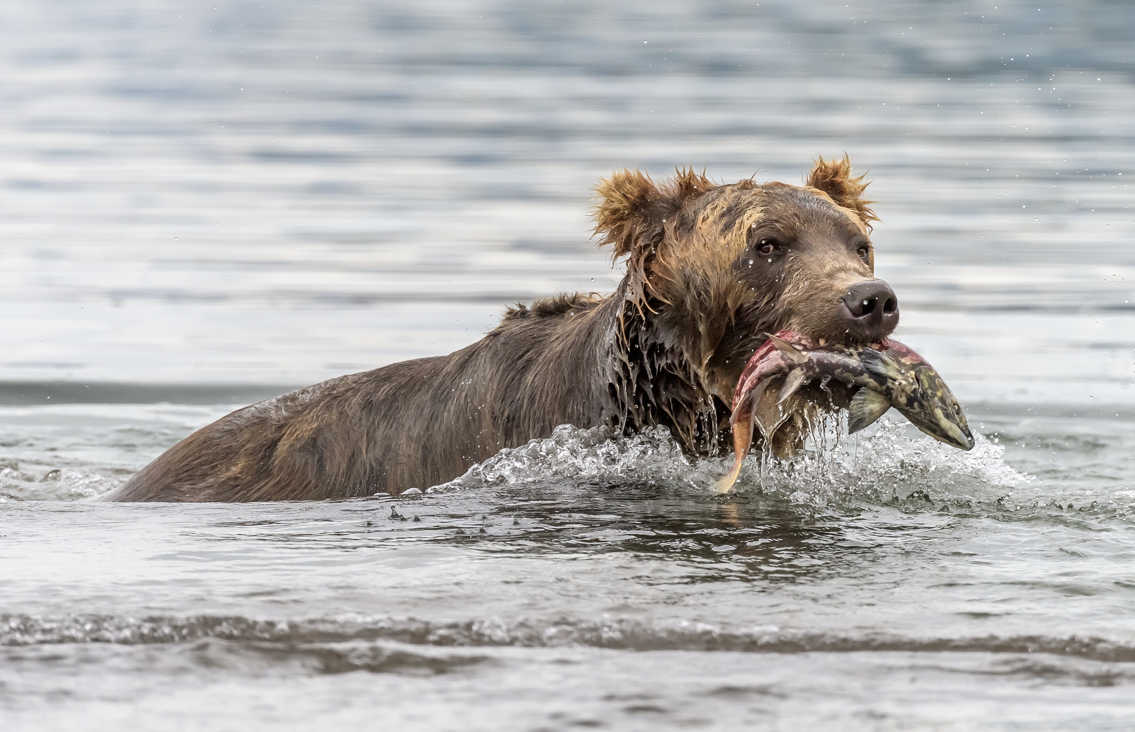 Kamchatka 2016 - Pesca
