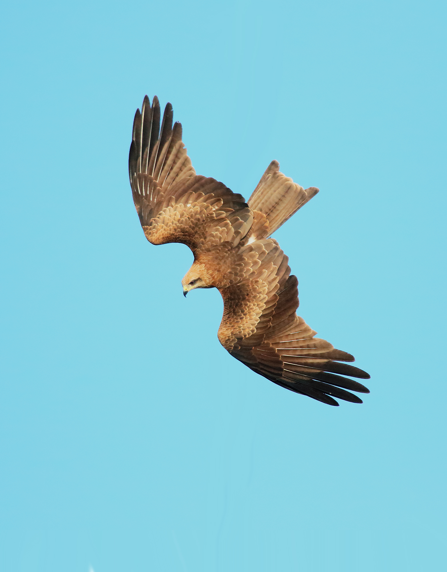 Kite in flight