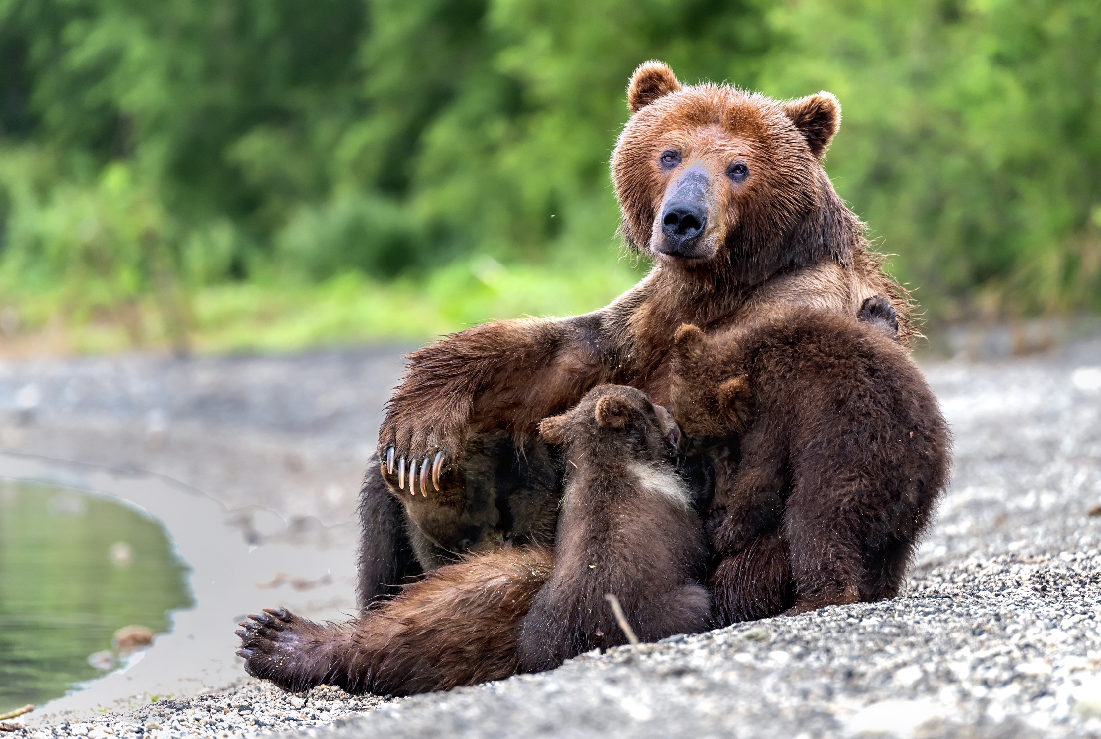 Kamchatka 2016 - Allattamento in posa 2