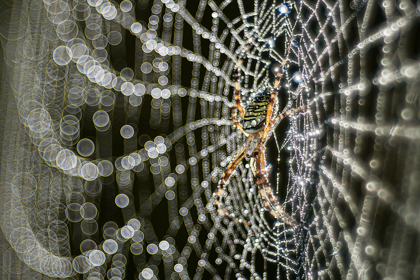Argiope trioplanata