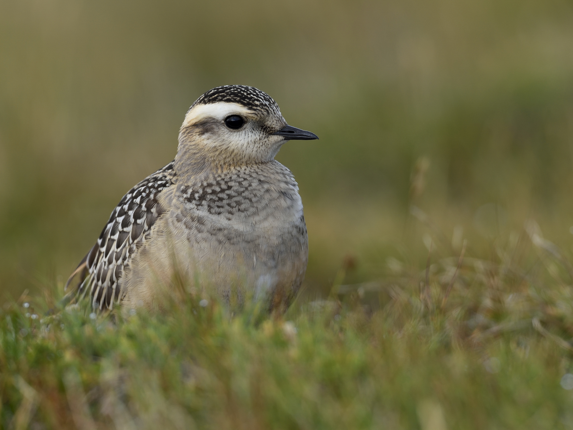 Dotterel 3