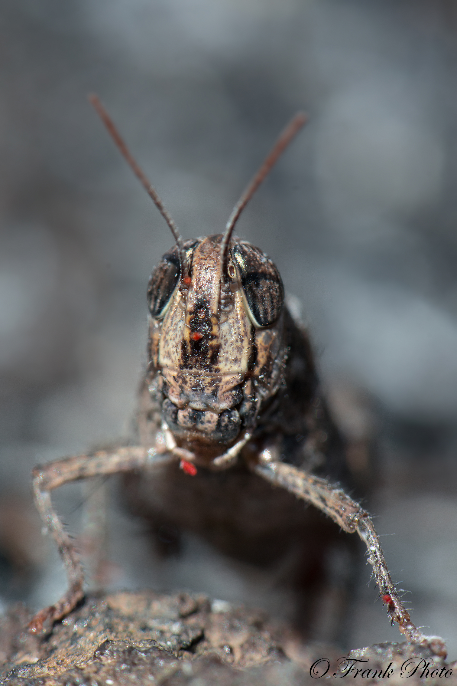 Anacridium aegyptium parasitized