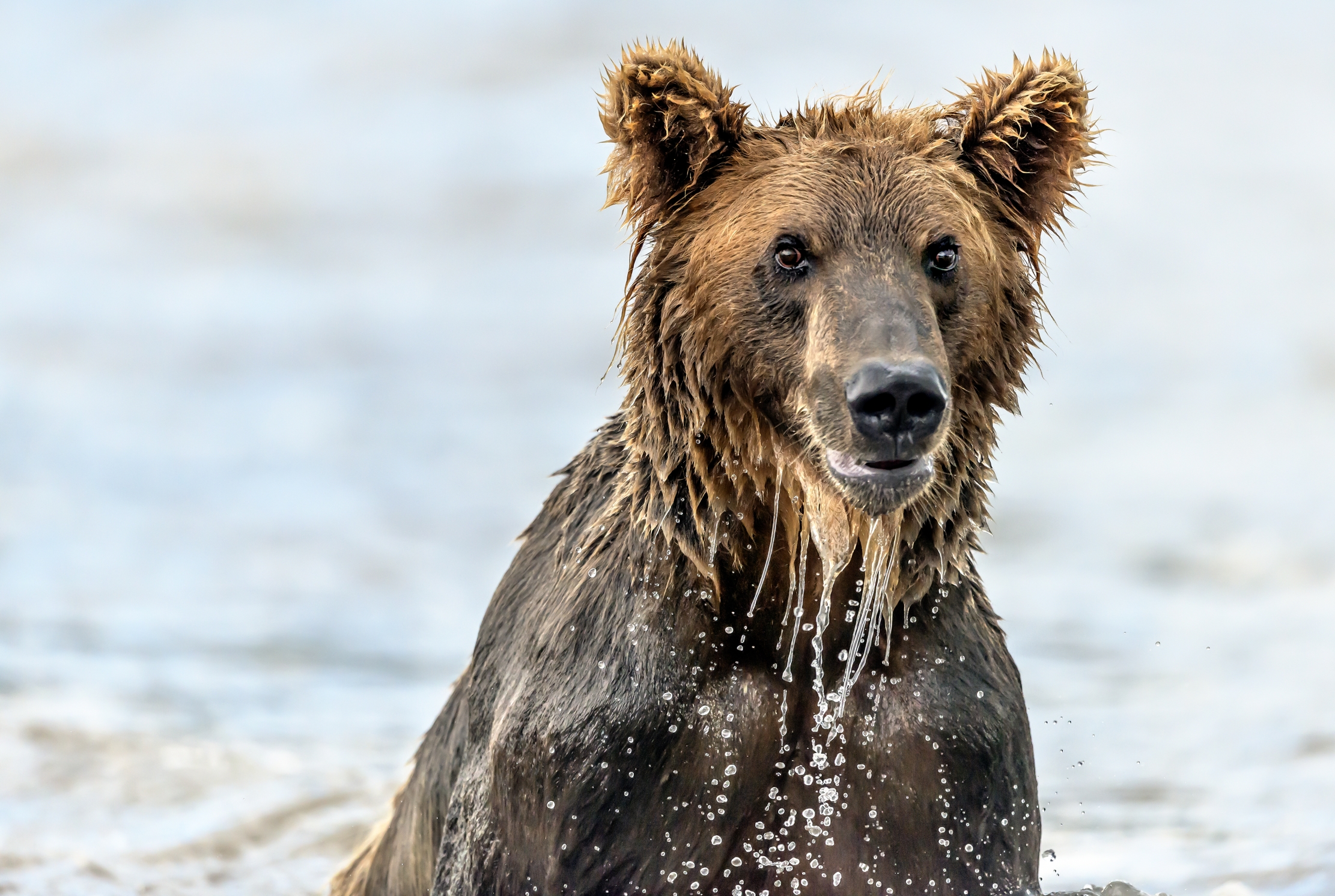 Kamchatka 2016 - Emersione