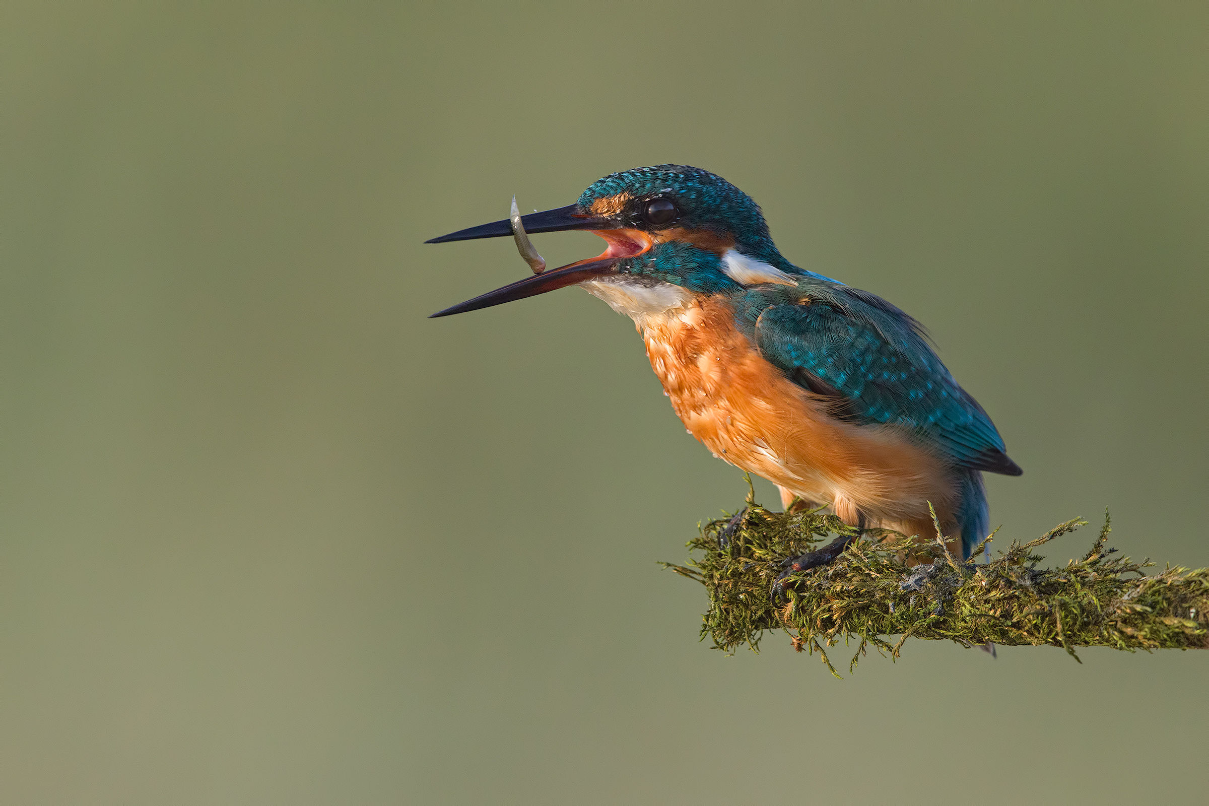 Kingfisher