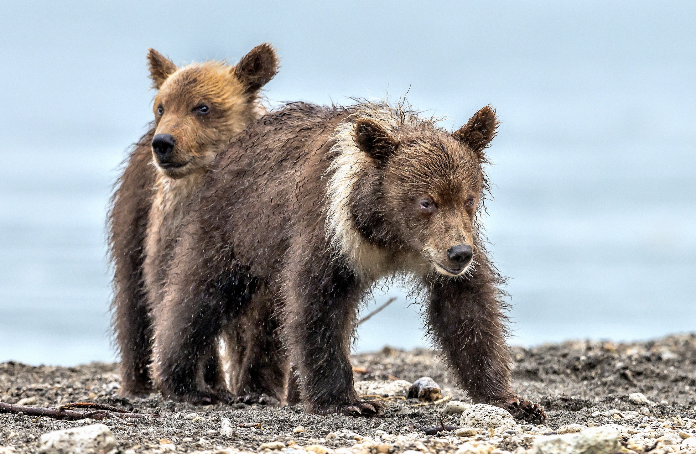 Kamchatka 2016 - Cub