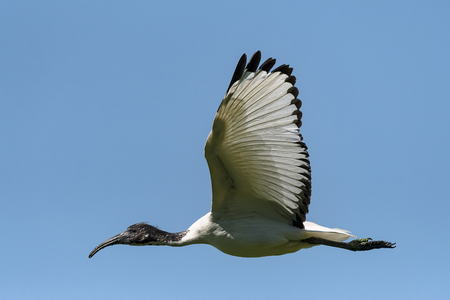 Sacred Ibis - Young