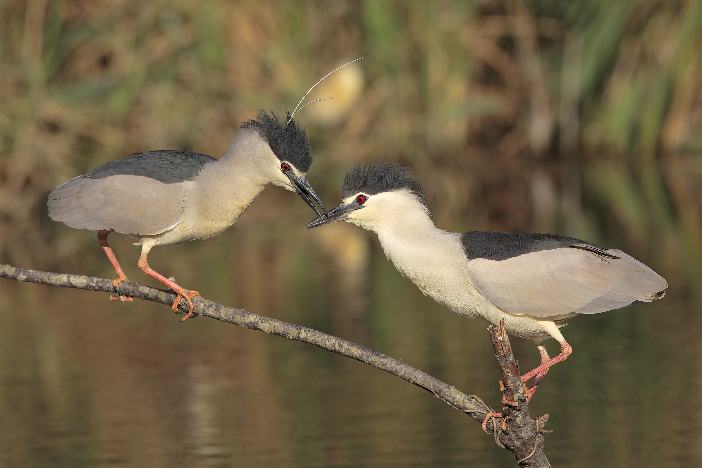 Night Heron