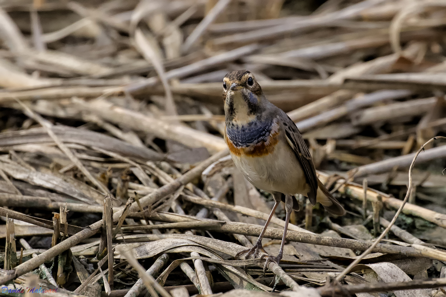 Bluethroat