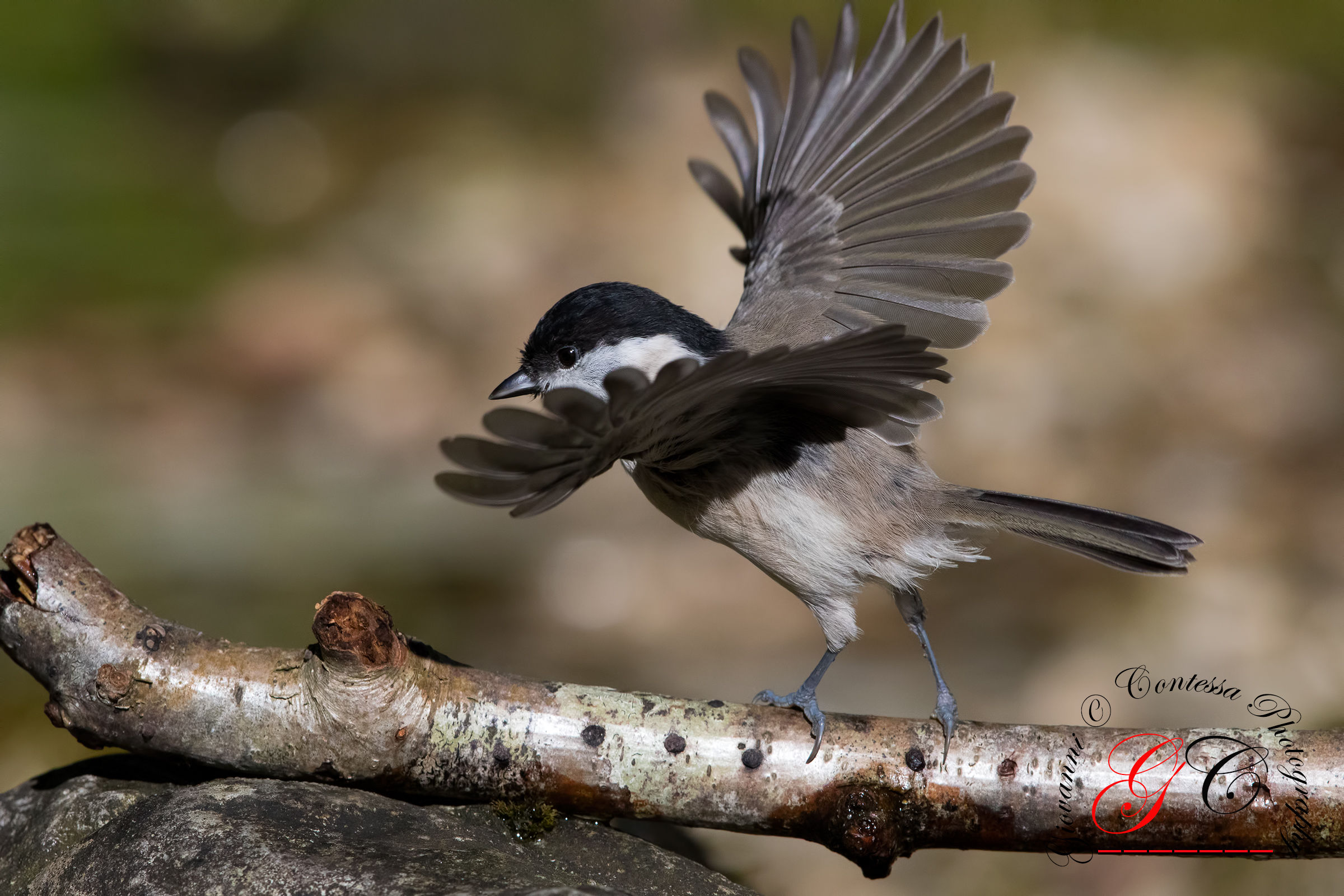 willow tit ... tightrope ...