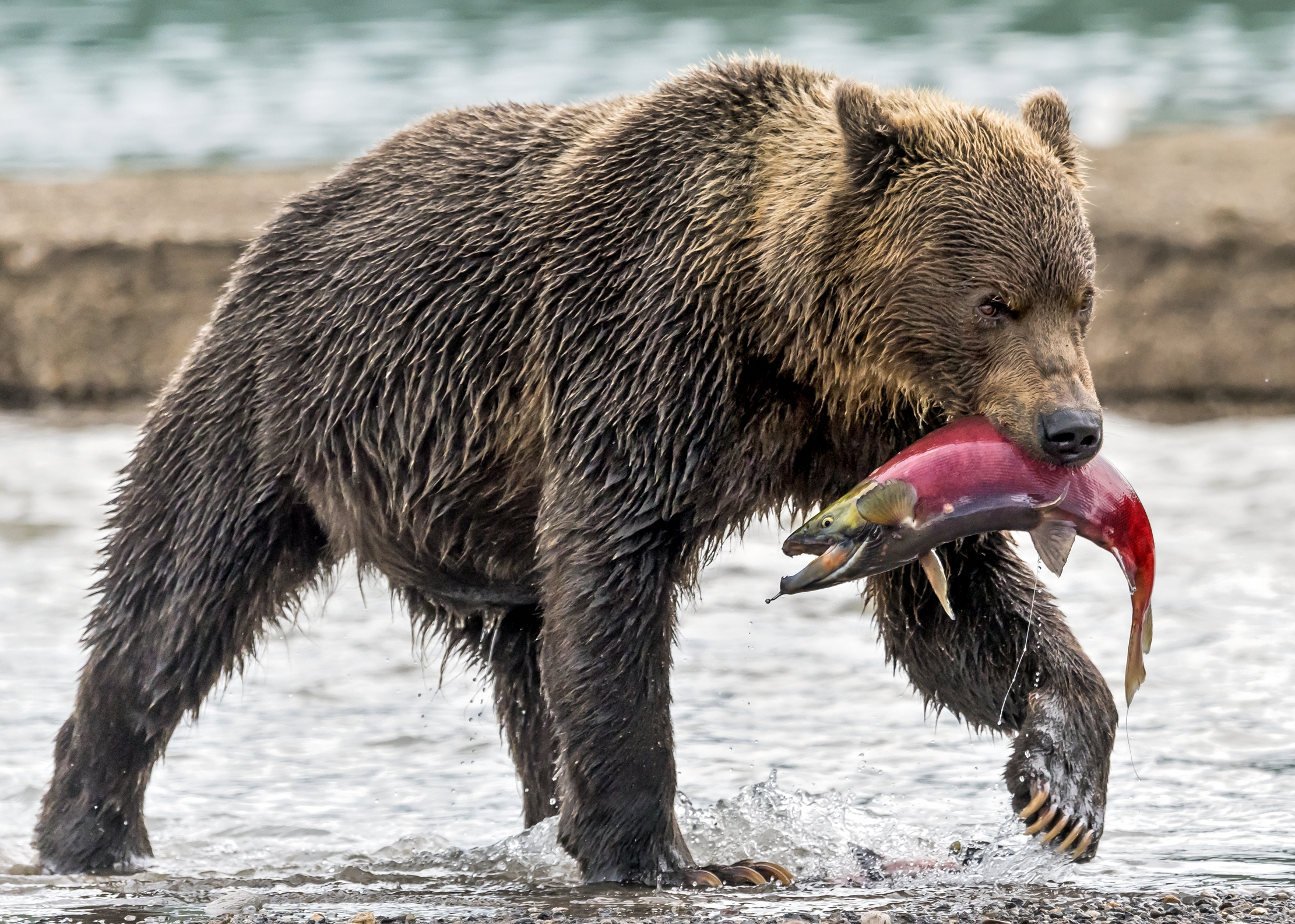 Kamchatka 2016 - Il predatore