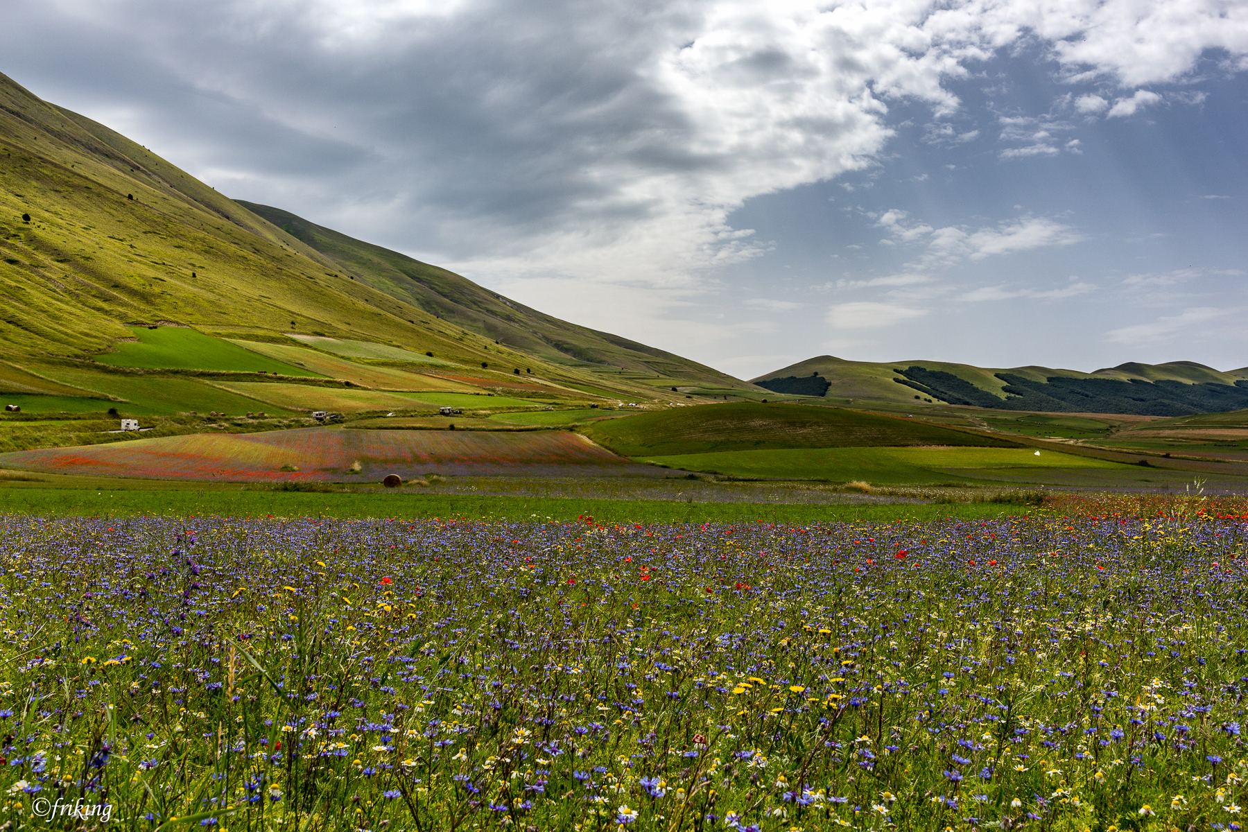 Latest blooms in Castelluccio