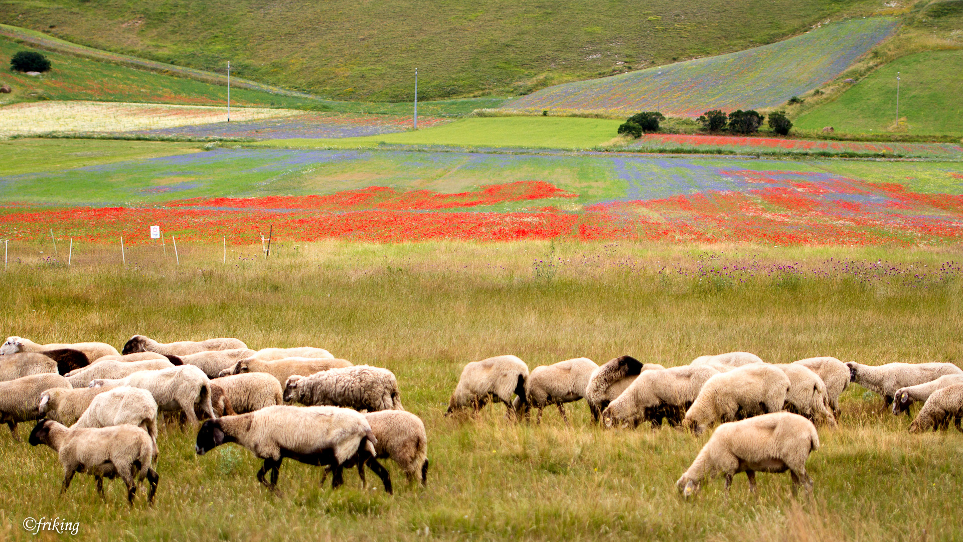 A colorful pasture