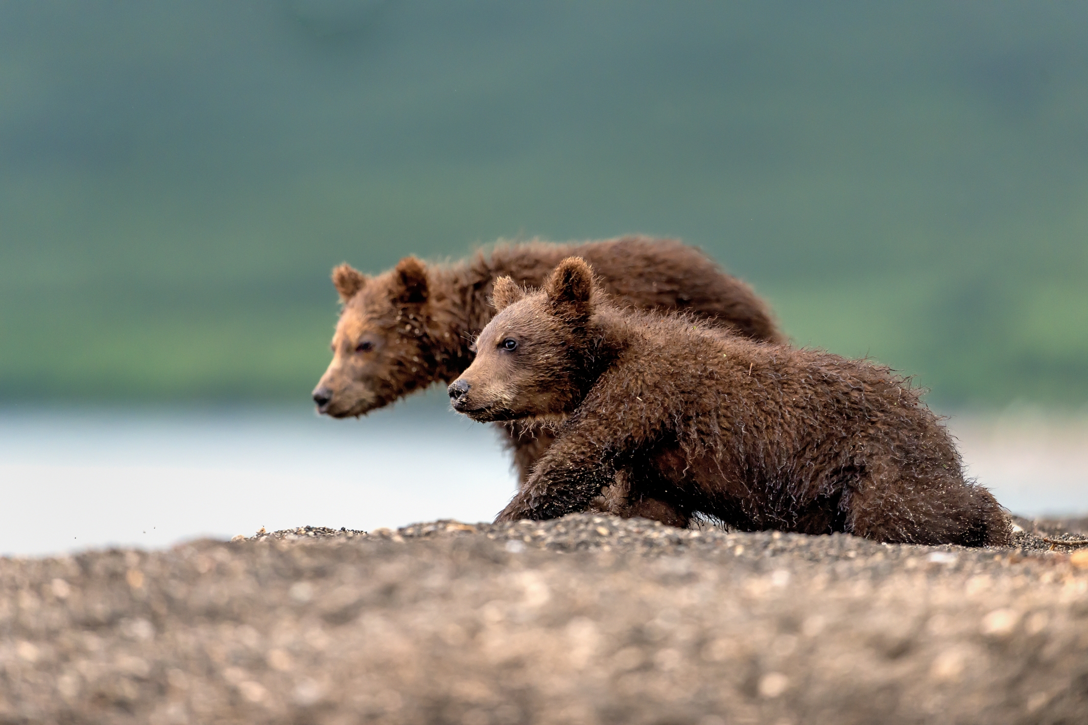 Kamchatka 2016 - Cub