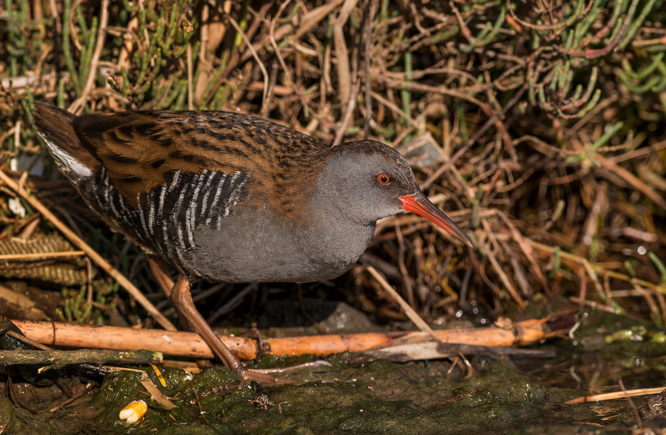 Water Rail