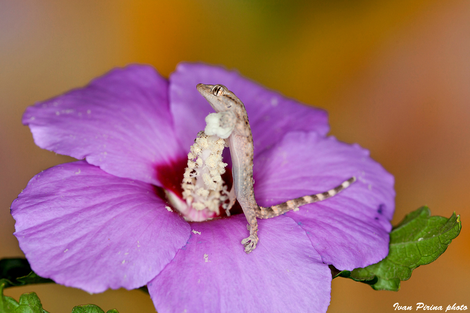 Small lookouts grow ...