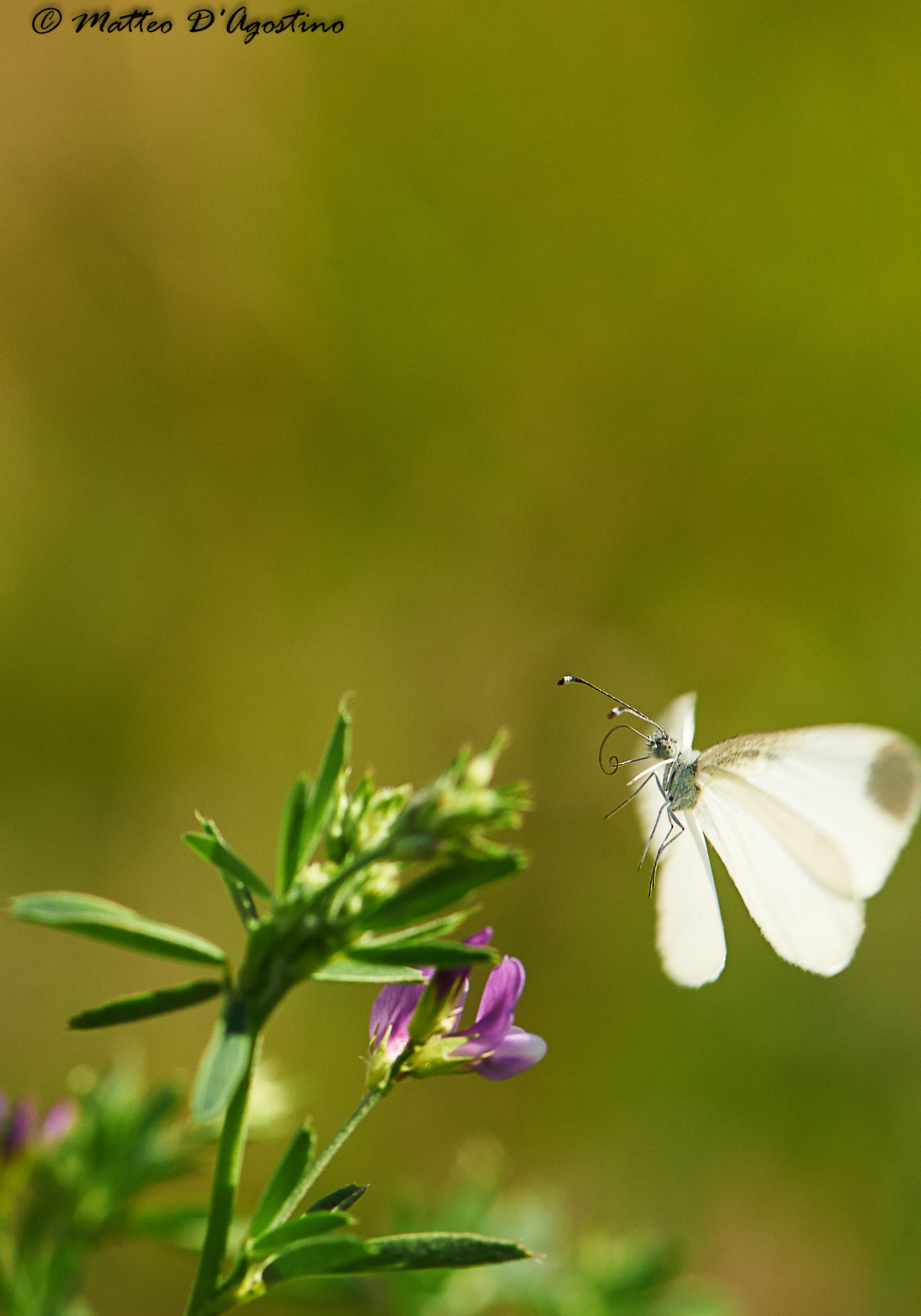 Tinker Bell the fairy